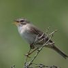 Dusky Warbler