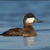 Non-breeding winter plumage