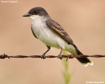 Eastern Kingbird