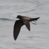 Black Storm-Petrel