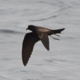 Black Storm-Petrel