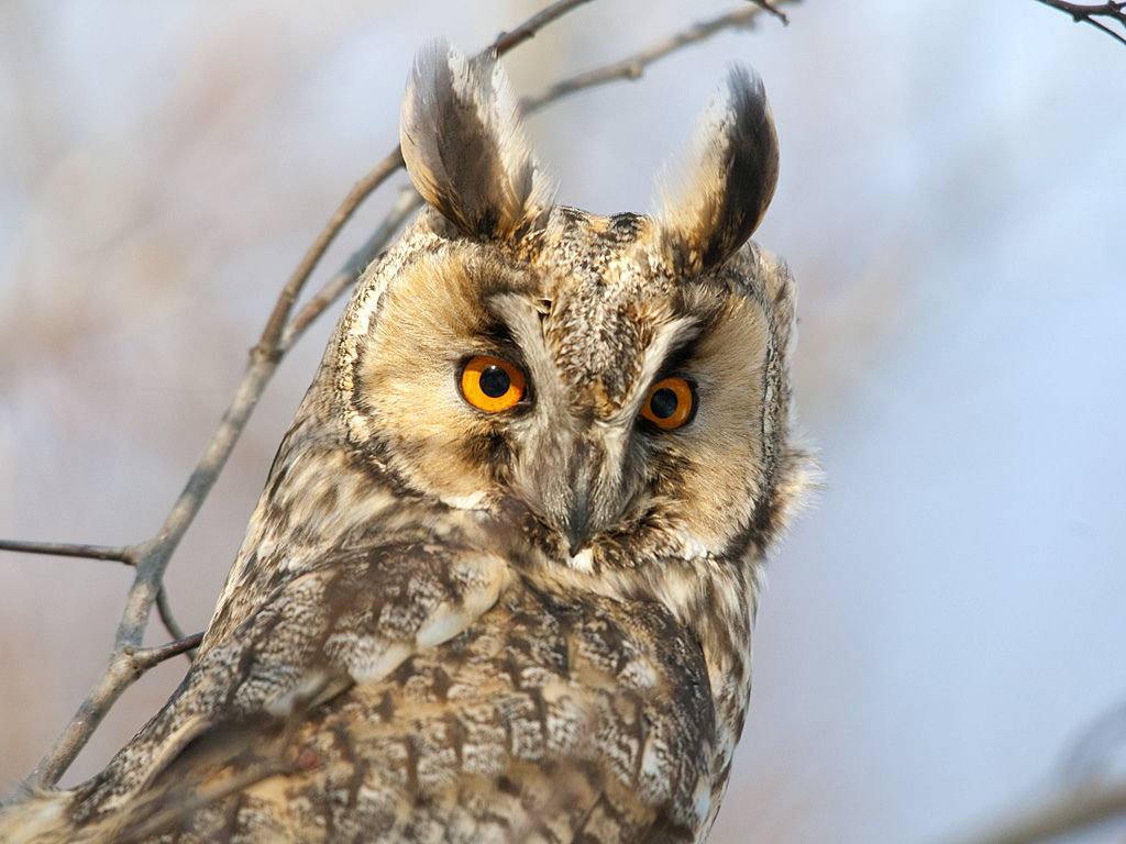 Long-eared Owl - eBirdr