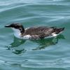 Xantus' Murrelet