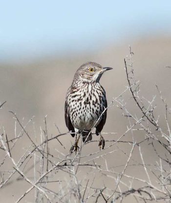 Carrizo Plain National Monument, San Luis Obispo Co., CA, USA - January 21, 2011