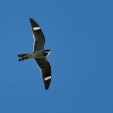 In flight