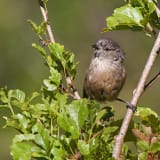 Wrentit in the bushes