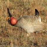 Male -  Kansas Partners for Fish and Wildlife Southwest Prairie Focus Area - March 2012