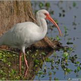 American White Ibis