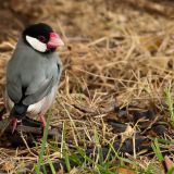 Java Sparrow