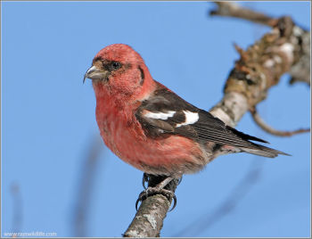 Male White-winged Crossbill