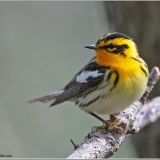 Male Blackburnian Warbler