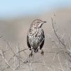 Sage Thrasher