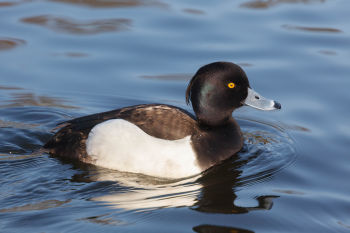 Tufted Duck