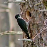 Female -  Timberlost, Michigan, US - June 23, 2007