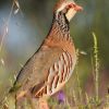 Red-legged Partridge