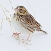 Baird's Sparrow