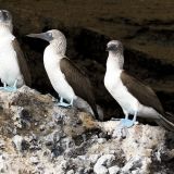 Blue-footed Booby