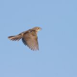 In flight near Agate, Elbert Co., CO - June 8, 2011