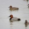 Common Pochard