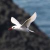 Red-tailed Tropicbird