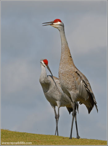 Sandhill Crane