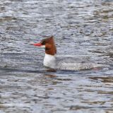 Female Common Merganser