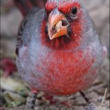 Aviary at the Sonoran Desert Museum - November 2009