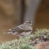 Eurasian Skylark