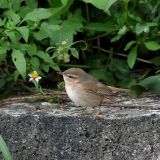 Dusky Willow Warbler