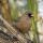 Abert's Towhee