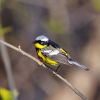 Magnolia Warbler