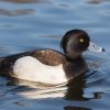 Tufted Duck