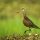 Hudsonian Godwit