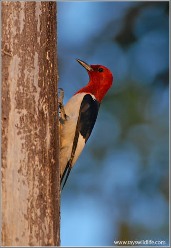 Red-headed Woodpecker