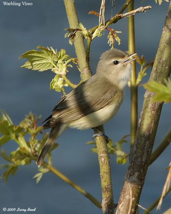 Warbling Vireo