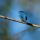 Indigo Bunting