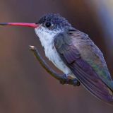 Paton's feeders - Patagonia, AZ