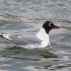 Franklin's Gull