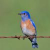 Western Bluebird