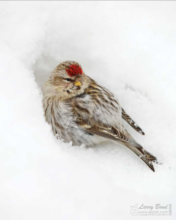 Female - snuggling in the snow below my feeder - February 16, 2013