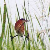 Least Bittern