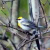 Brewster's Warbler