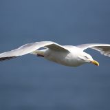 In flight