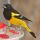 Scott's Oriole