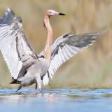 Reddish Egret