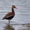 Black-bellied Whistling-Duck