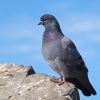 Rock Pigeon