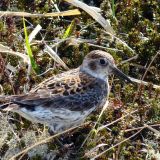 Rock Sandpiper