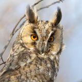 Long-eared Owl