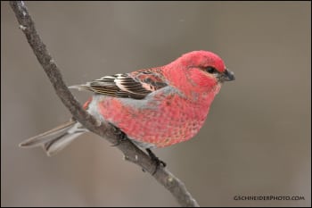 Pine Grosbeak - eBirdr